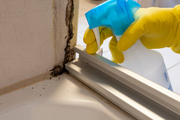Best Commercial Mold Remediation in Cannon Falls, MN