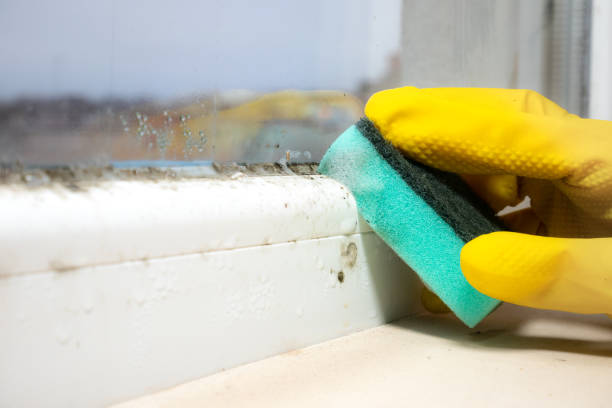 Best Industrial Mold Remediation in Cannon Falls, MN