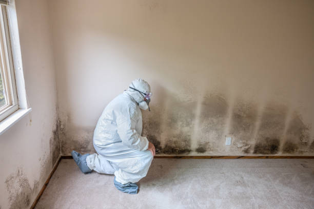 Best White Mold Remediation in Cannon Falls, MN